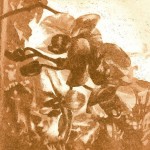 Morgen; Aquatinta; 350g B&uuml;tten, 50x40cm; Auflage 85, 120,00&euro;