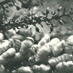 24.5.2016; Aquatinta; 350g B&uuml;tten, 50x40cm; Auflage 85, 120,00&euro;