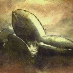 23.2.2020 (Karambola); Aquatinta; 22,3x29,5cm; 350g Bütten, 50x40cm; Auflage 24; 120,00€